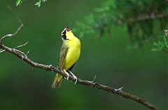 Kentucky Warbler